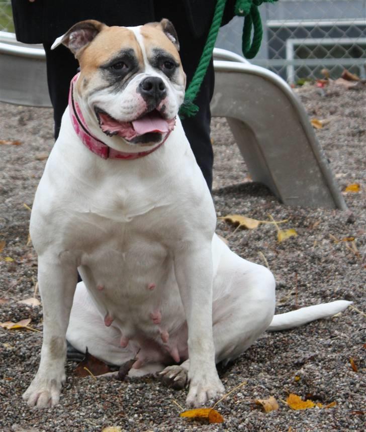 Amerikansk bulldog østergaard Simon aka Nala billede 3