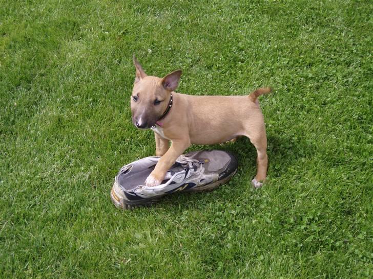 Bullterrier Nido - 11 uger billede 10