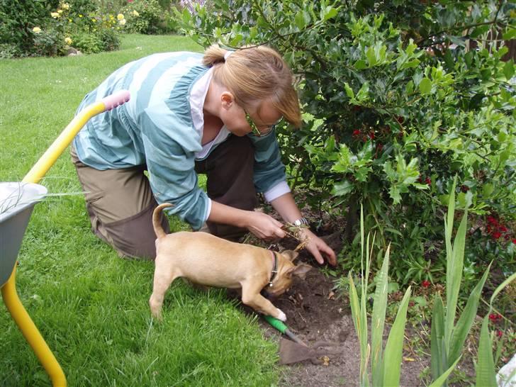 Bullterrier Nido - nido som medhjæper i haven billede 11