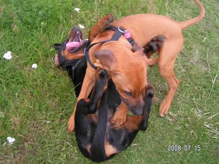 Rottweiler Luna (2008-2008) - luna og ella 16 juli billede 19
