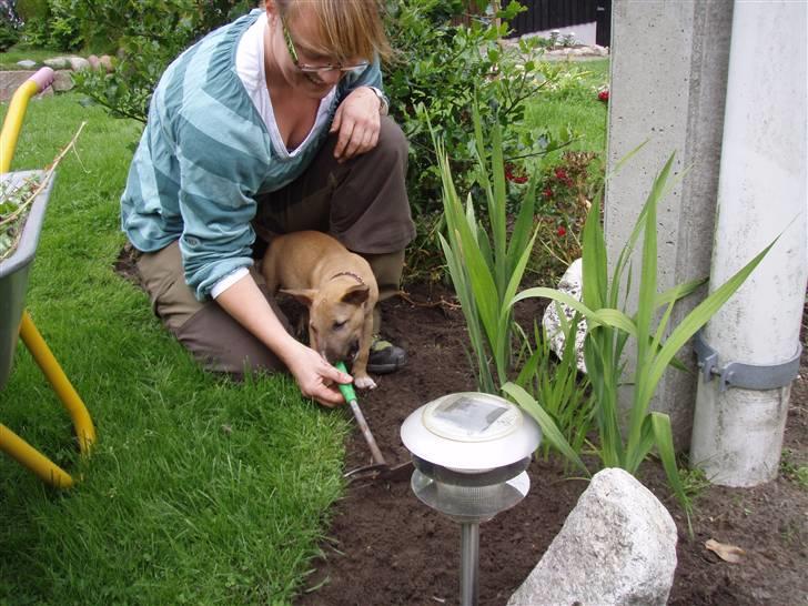 Bullterrier Nido - 11 uger billede 13