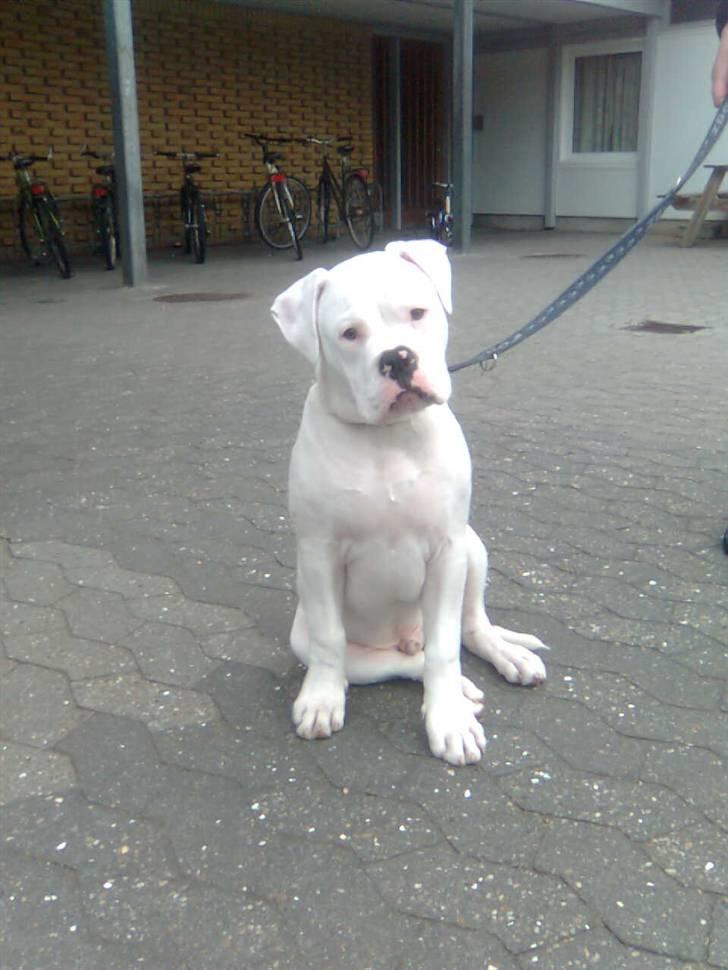 Olde english bulldogge cosmo billede 3