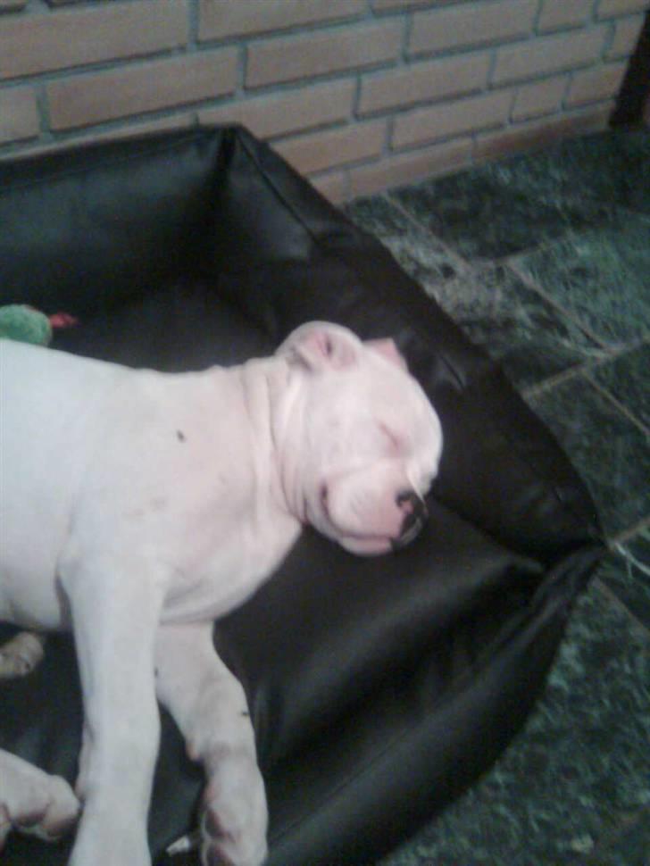 Olde english bulldogge cosmo billede 4