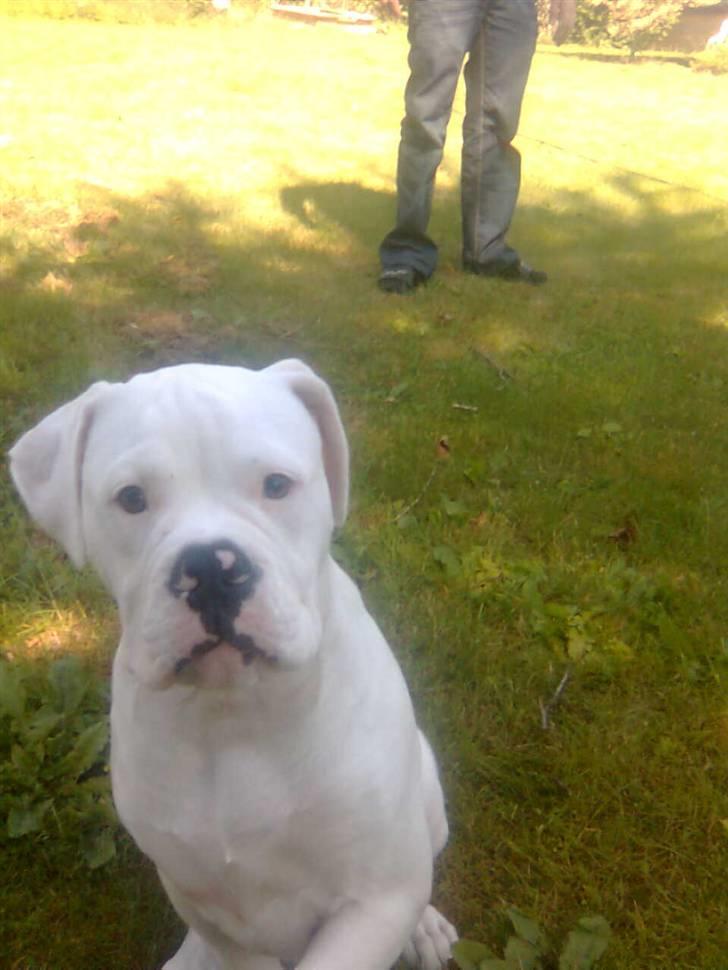 Olde english bulldogge cosmo billede 5
