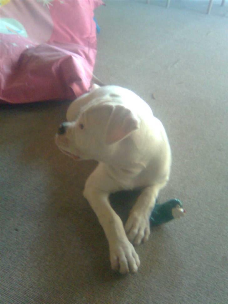 Olde english bulldogge cosmo billede 6