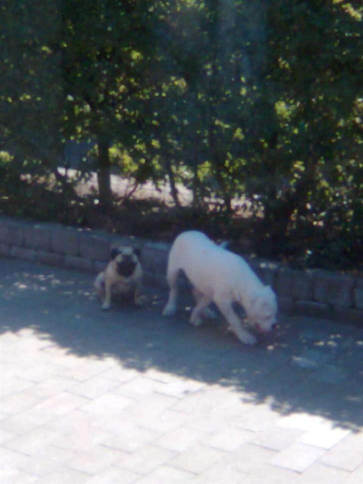 Olde english bulldogge cosmo billede 7