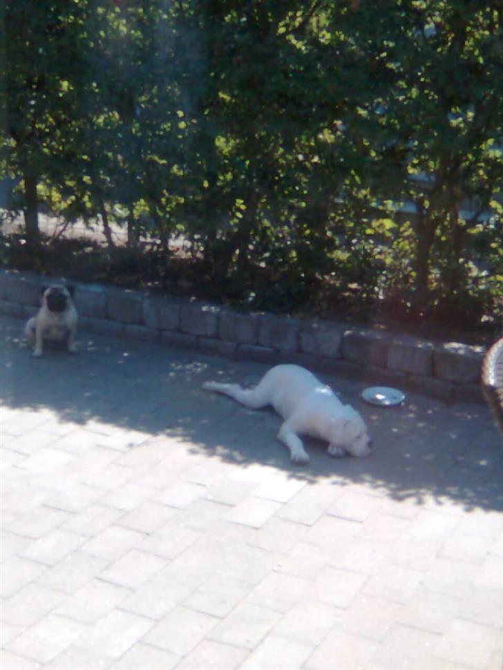 Olde english bulldogge cosmo billede 8