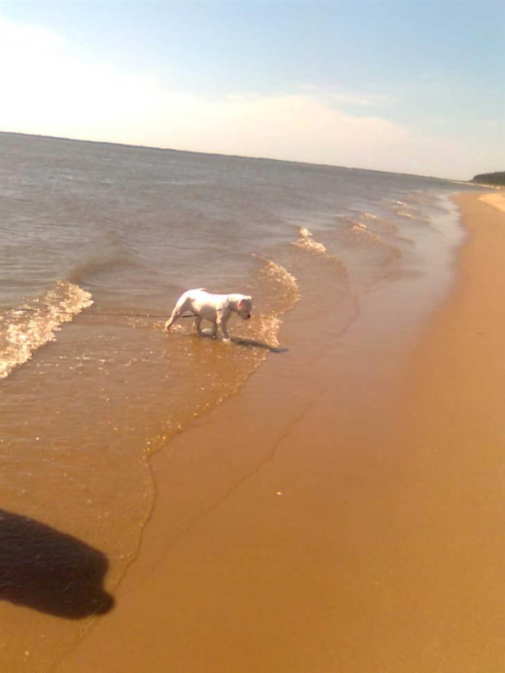 Olde english bulldogge cosmo billede 9