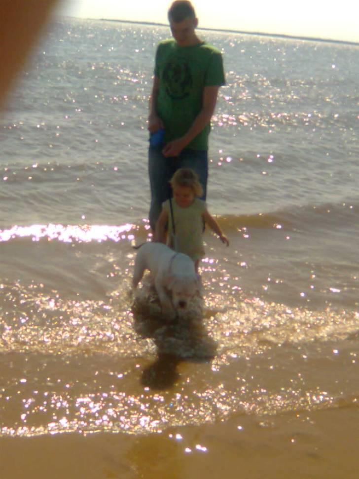 Olde english bulldogge cosmo billede 10