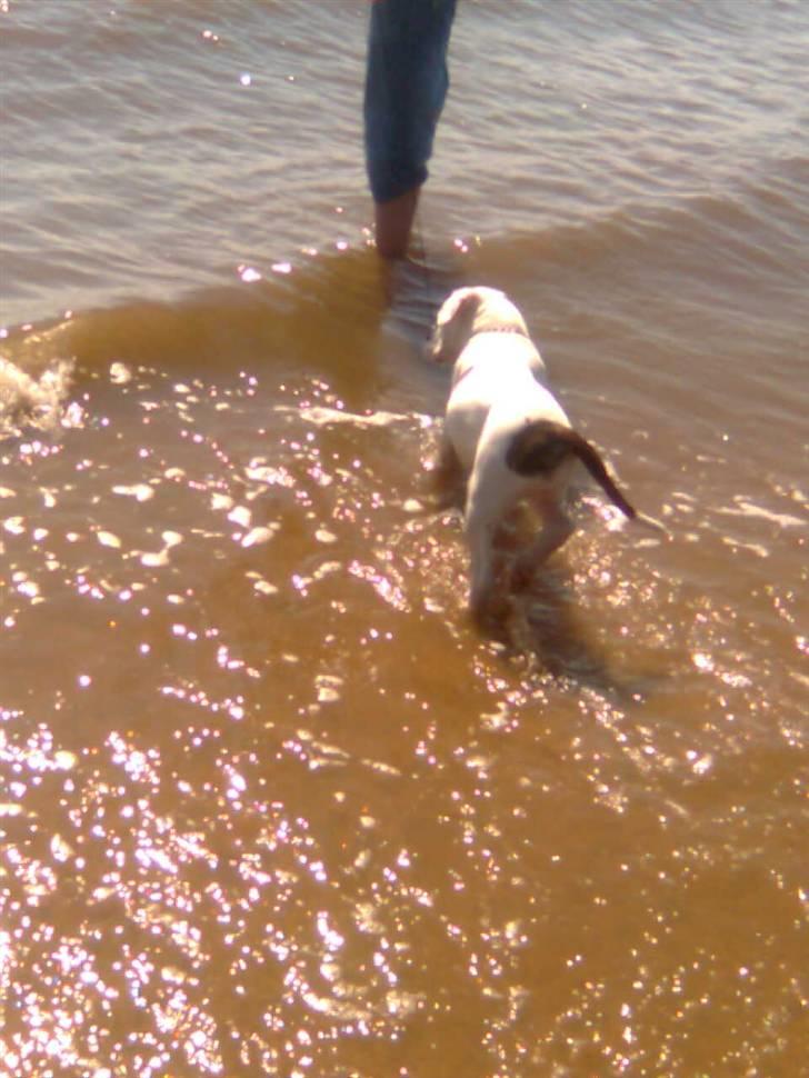Olde english bulldogge cosmo billede 11