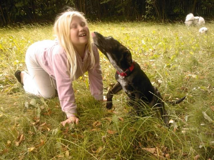 Blanding af racer Kasmir billede 2