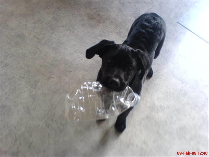 Labrador retriever Tristan billede 9