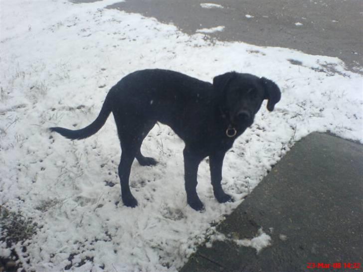 Labrador retriever Tristan billede 10