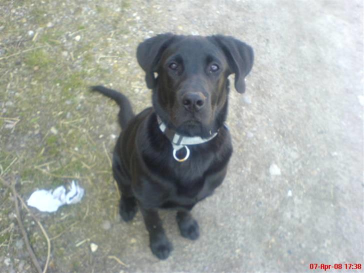 Labrador retriever Tristan billede 11