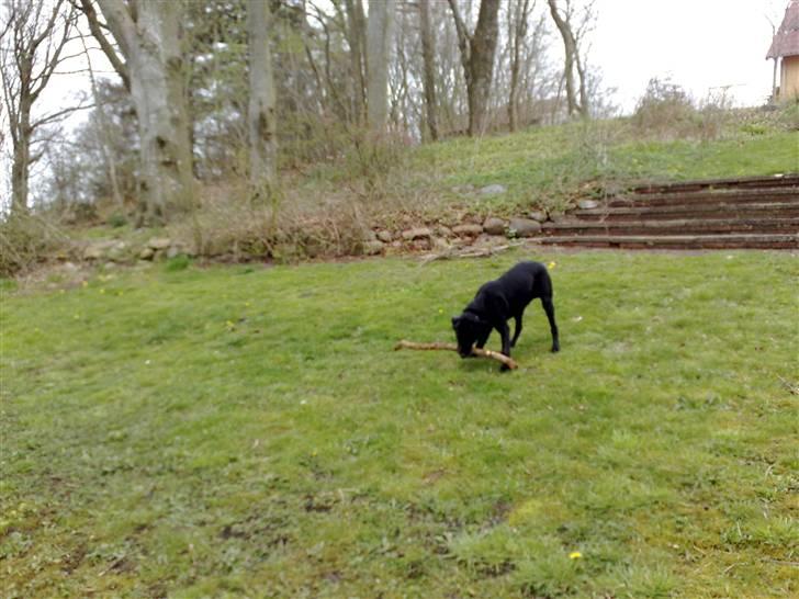 Labrador retriever Tristan billede 12