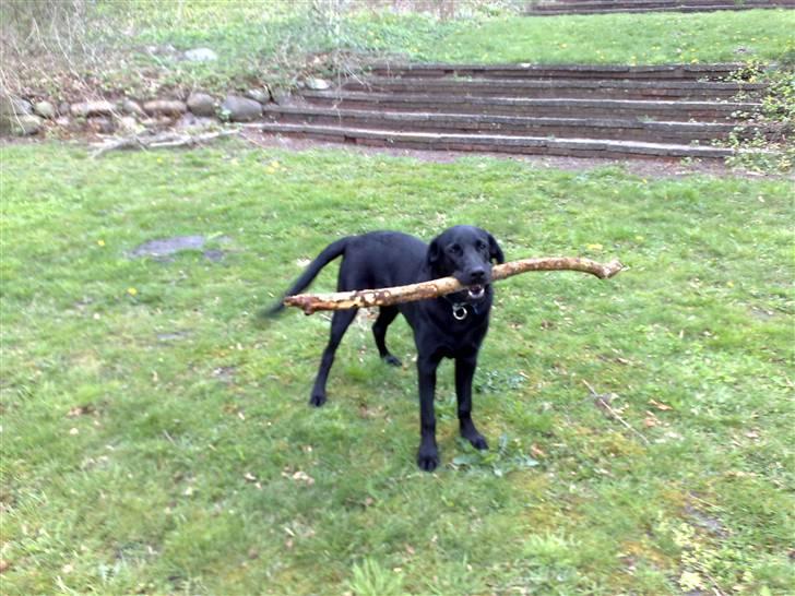 Labrador retriever Tristan billede 13