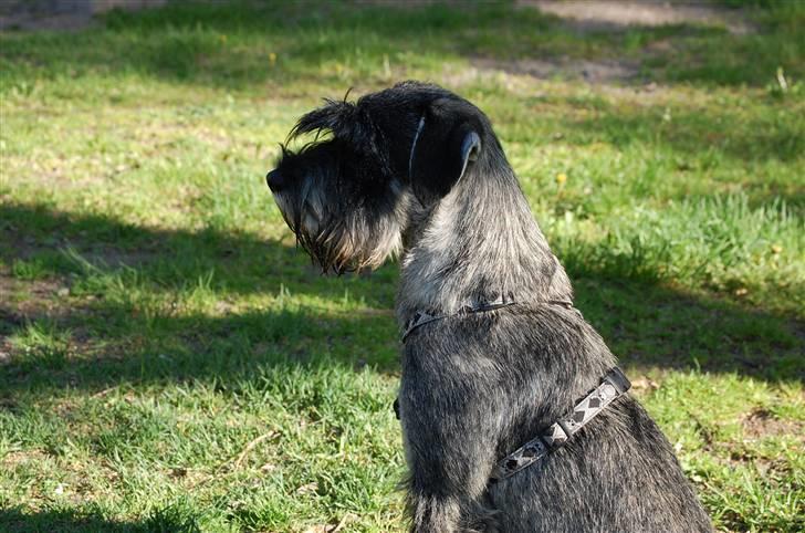 Mellemschnauzer Spinoza - I parken og kikker etter damer og andre hunder for å leke sisten billede 10