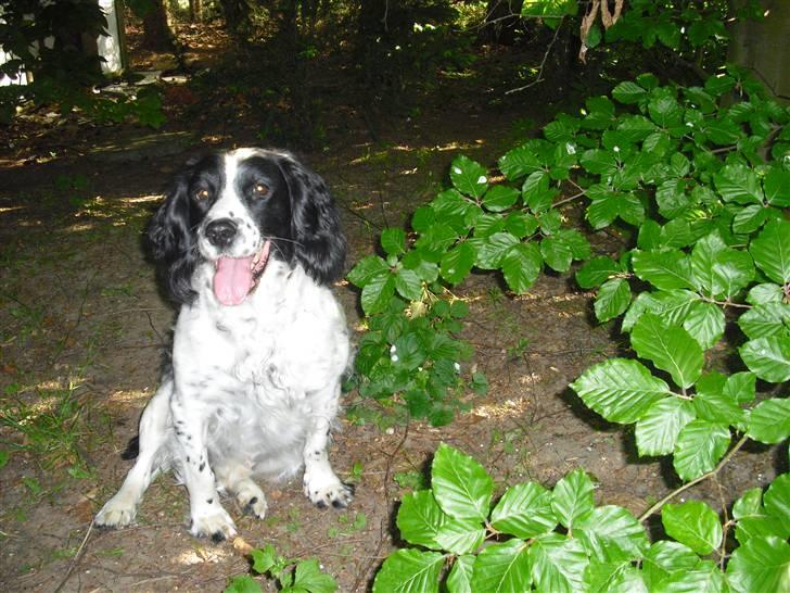 Field Trial spaniel ina <33 forever<33 - smukke ina der kigger.. billede 5