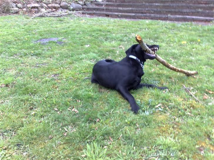 Labrador retriever Tristan billede 14