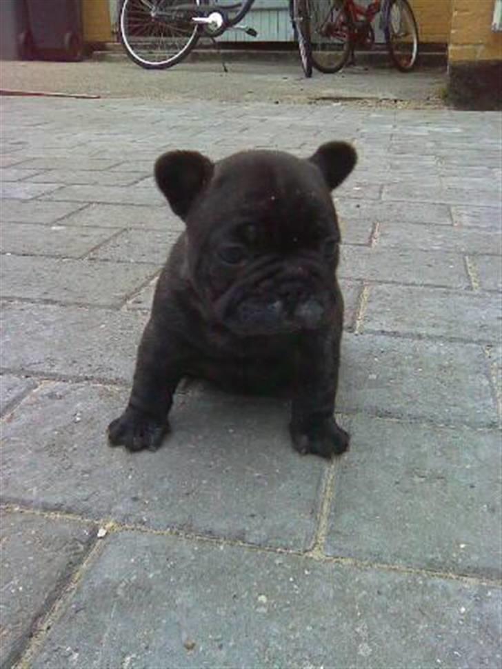 Fransk bulldog Louis - Louis - 1 måned og 2 dage gammel billede 3