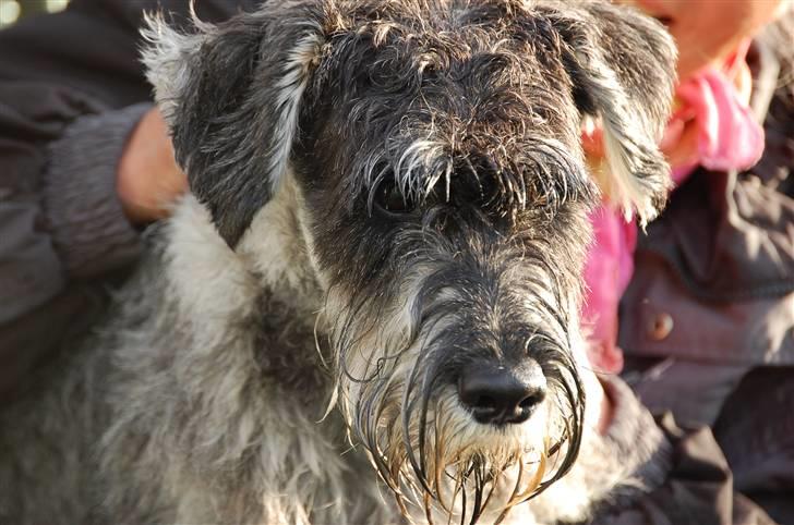 Mellemschnauzer Spinoza - Spinozas bror Rufus på dressurkurs i mai billede 11