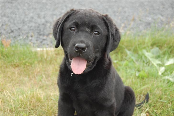 Labrador retriever Baloo - Hej og velkommen til min profil her er jeg hjemme foran min hundegård:) billede 1