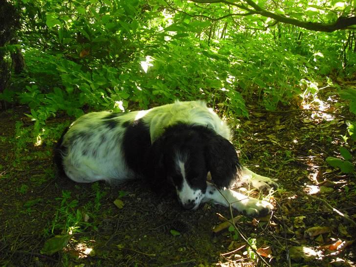 Field Trial spaniel ina <33 forever<33 - ina da, hvor er du kær billede 6