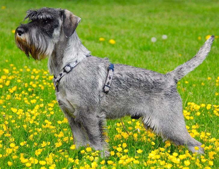 Mellemschnauzer Spinoza - Jeg elser å poserer for forografen billede 14