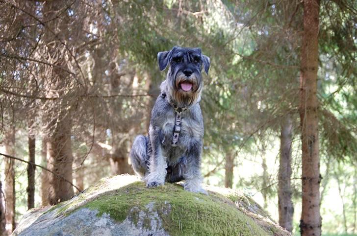 Mellemschnauzer Spinoza - Jeg elsker skog og mark billede 17