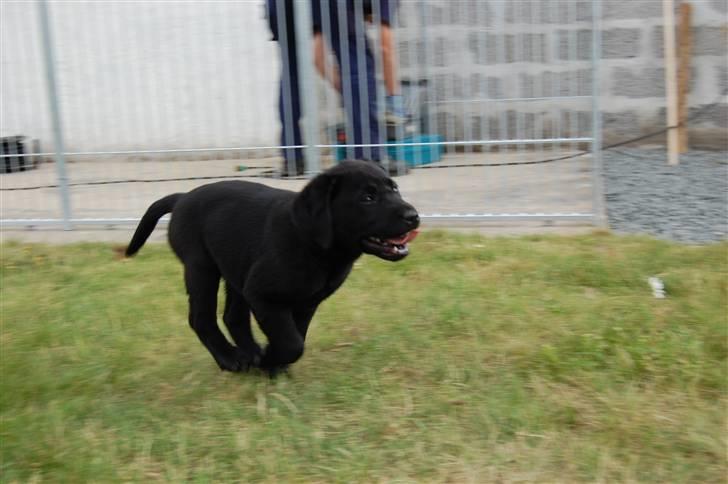 Labrador retriever Baloo - Her kommer jeg hah Cecilie du kan ikke fange mig billede 2