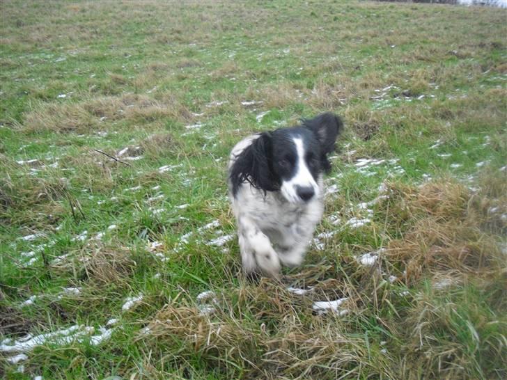 Field Trial spaniel ina <33 forever<33 - i sne hvor er du sød billede 7
