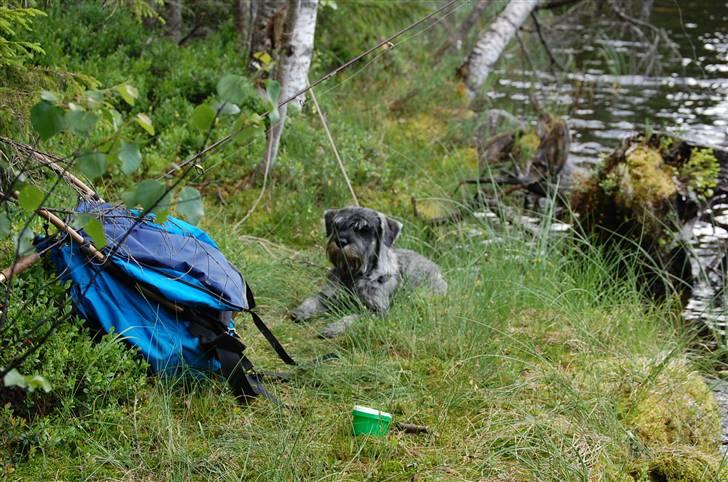 Mellemschnauzer Spinoza - På fisketur i Nordmarka i juli 2008 billede 19