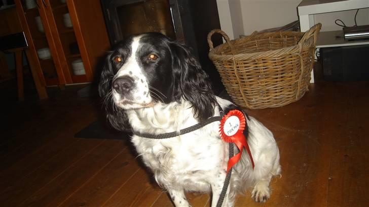 Field Trial spaniel ina <33 forever<33 - vandt en første præmine til dyrskue meget slolt af hende 2007 billede 8