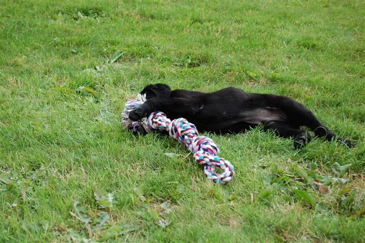 Labrador retriever Baloo - Arrrh det er dejligt:) billede 3