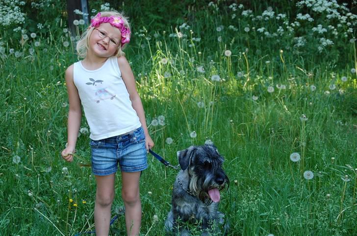 Mellemschnauzer Spinoza - Mitt barnebarn Miriam og Spinoza på hundetreff i klubben billede 20