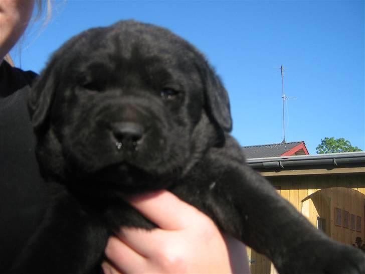 Labrador retriever Baloo - Tykke mig der hvor jeg var før de købte miig:) billede 4