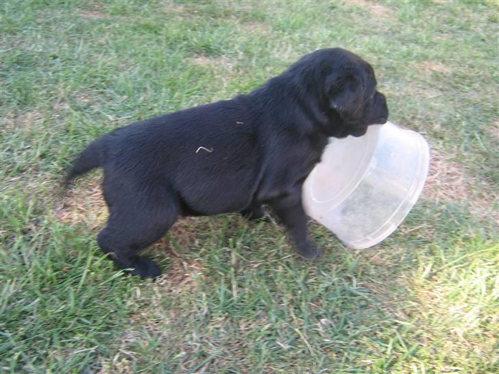 Labrador retriever Baloo - Jeg får vandet i andre kan nøjes med mad:) billede 5