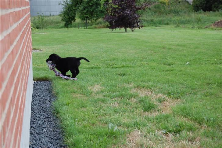 Labrador retriever Baloo - Haha caroline du kan ikke fange miig billede 6