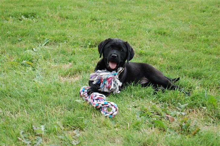 Labrador retriever Baloo - Hej Moar:) billede 7