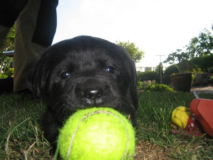 Labrador retriever Baloo - Er jeg ikk søød:) billede 8