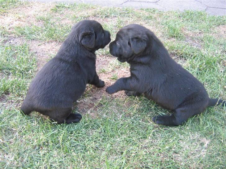 Labrador retriever Baloo - Min søster:) Mig til højre billede 9