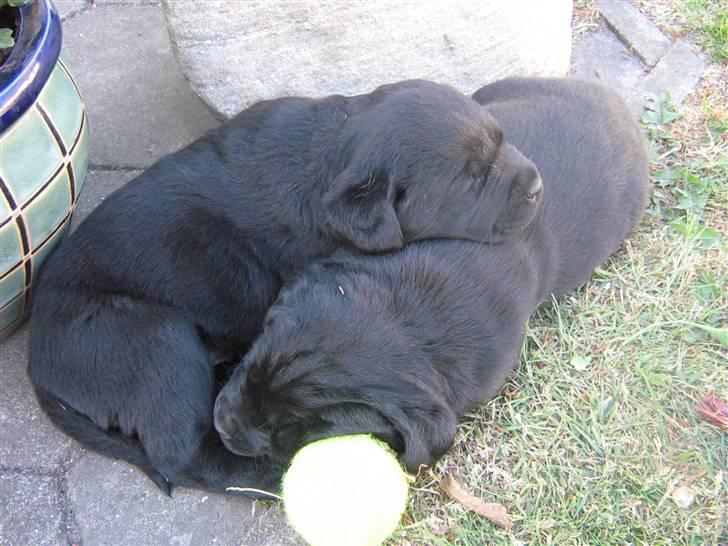 Labrador retriever Baloo - Vi Sover mig til højre og søs til venstre billede 10