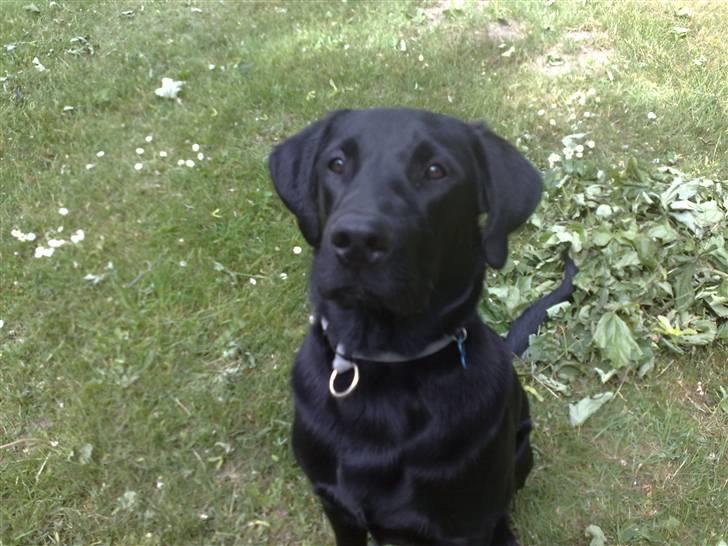 Labrador retriever Tristan billede 15