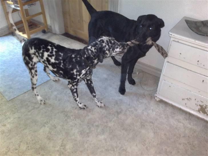 Labrador retriever Tristan - Tristan og Jo, som er mor til de hvalpe, Tristan har lavet billede 16