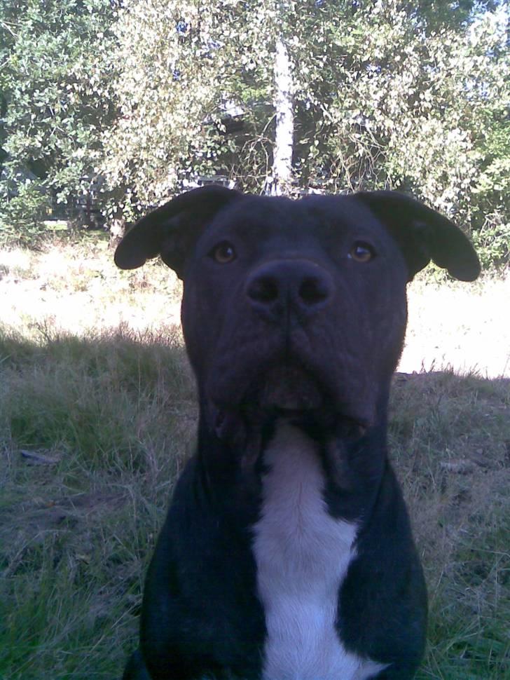 Amerikansk staffordshire terrier Brian ! R.I.P ='(  - farlig hund ! =O, billede 6