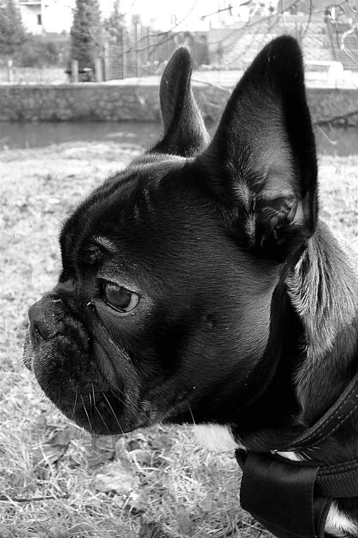 Fransk bulldog Orla R. I. P  - Smukke Orla billede 12