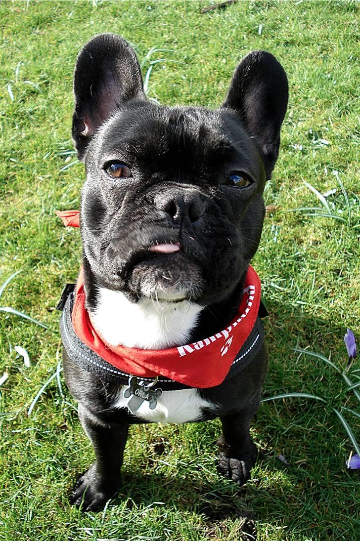 Fransk bulldog Orla R. I. P  - Frække Orla billede 13
