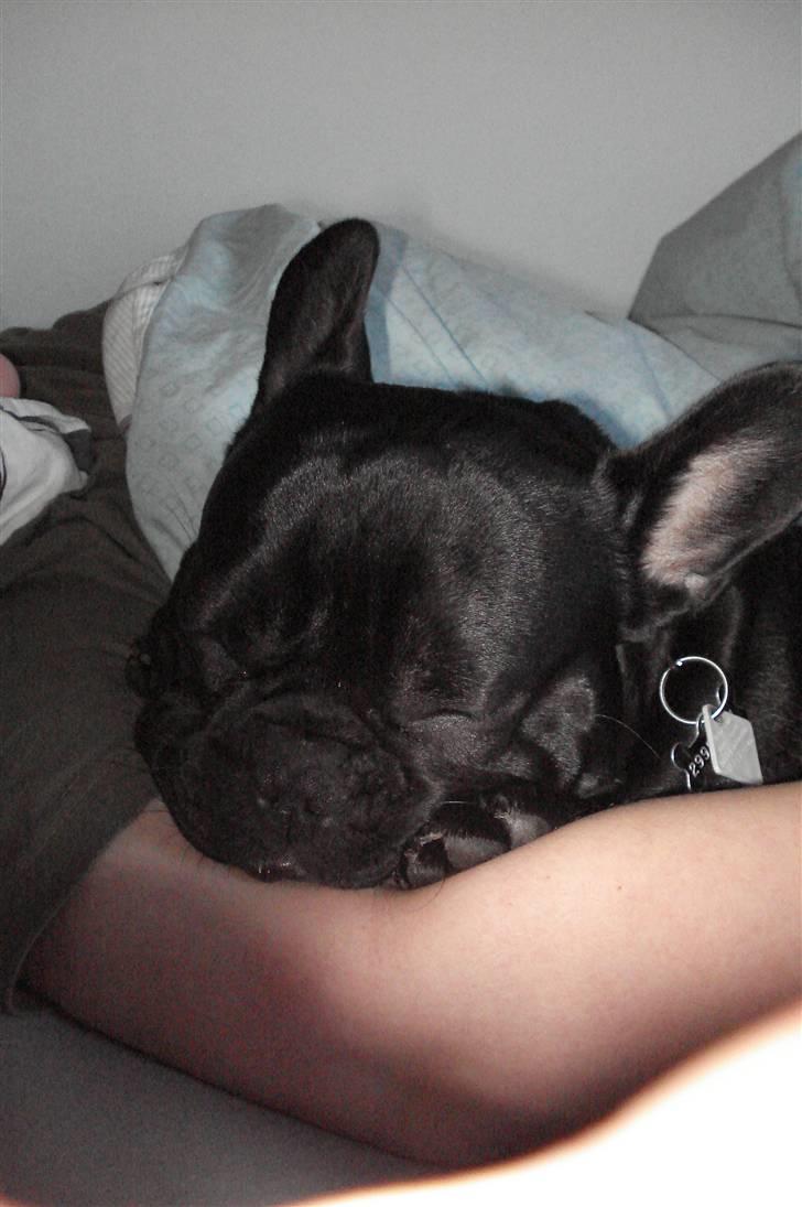 Fransk bulldog Orla R. I. P  - ahr...så sover jeg bedst:-D billede 14