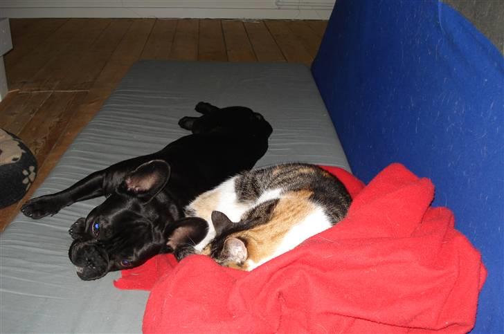 Fransk bulldog Orla R. I. P  - ja ja jeg kan da godt nøjes med katten også.... billede 15