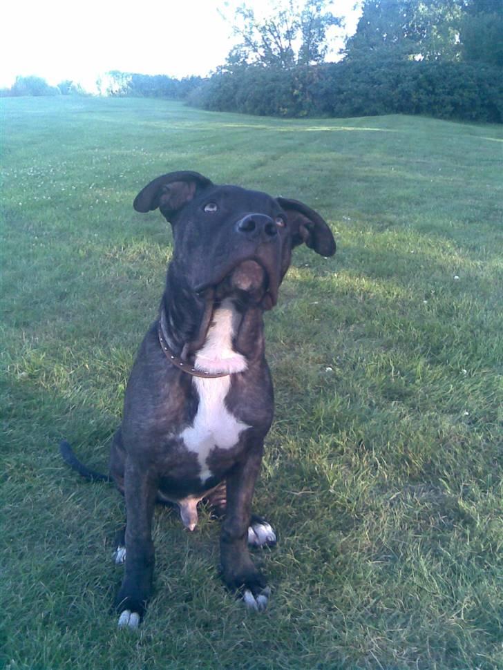 Amerikansk staffordshire terrier Brian ! R.I.P ='(  - model =() billede 7